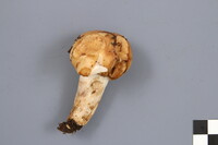 Russula grata image